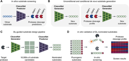 Figure from Deep learning guided design of protease substrates